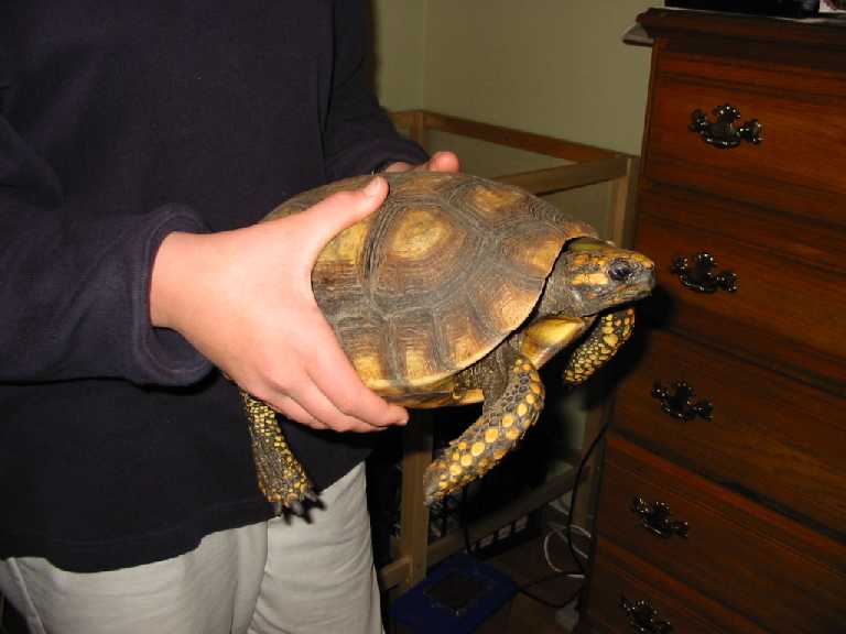 Female