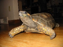 yellowfoot
