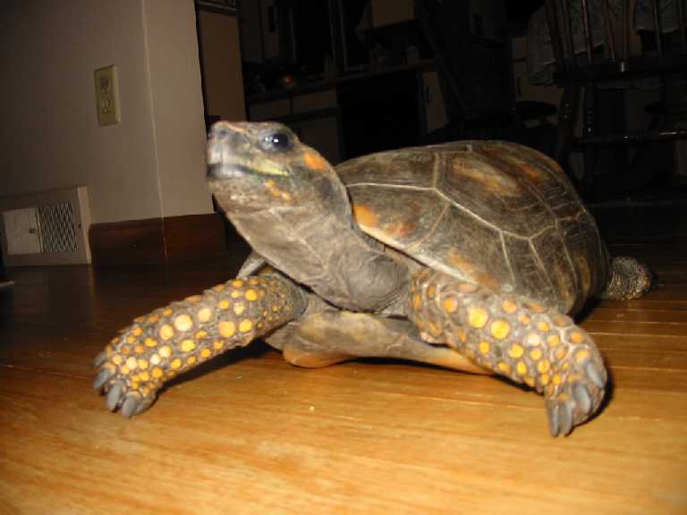 yellowfoot