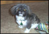 First Trip to the Groomer