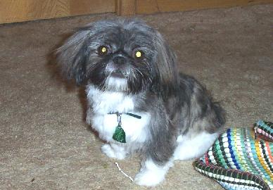 First Trip to the Groomer