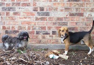 Mojo and Andy