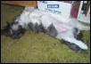 Mojo Relaxing