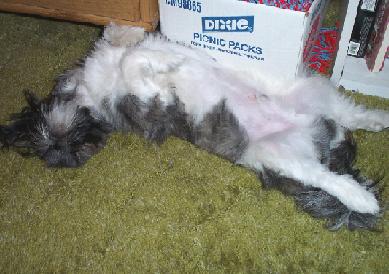 Mojo Relaxing