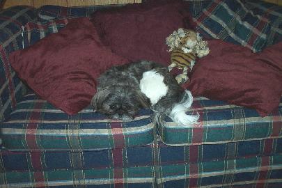 Mojo Guarding Milkbones