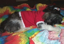 Mojo in his Harley cap