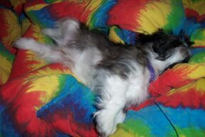 Mojo Chillin'