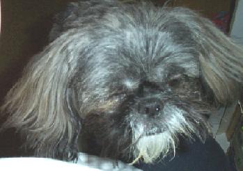 Mojo Tired