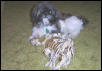 Mojo & his toy