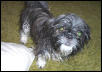 Mojo After His Bath