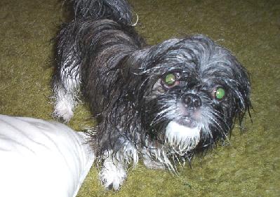 Mojo After His Bath