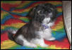 My New Shih Tzu Puppy!