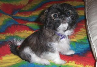 My New Shih Tzu Puppy!