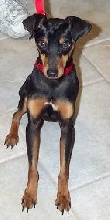 Napoleon