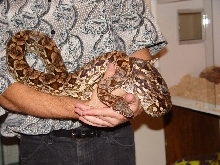 Bellora full body