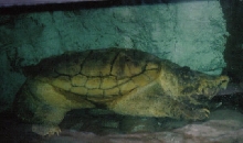 Alligator Snapper