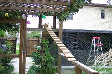Inside the cat enclosure