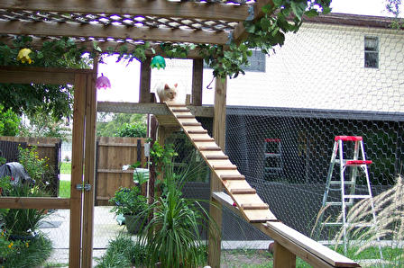 Inside the cat enclosure