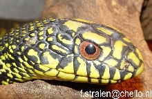 Elaphe carinata