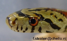 Elaphe situla(striped)