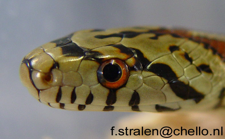 Elaphe situla(striped)