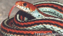 Tetrataenia