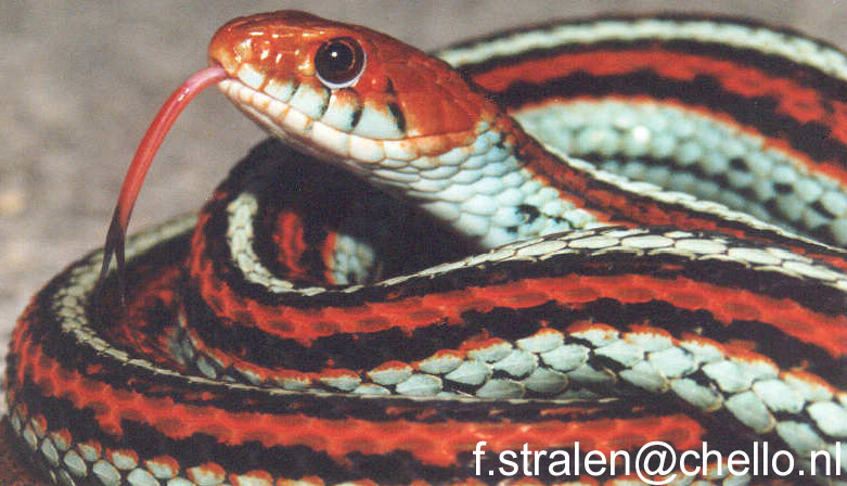 Tetrataenia