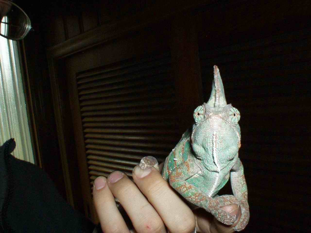 kermit