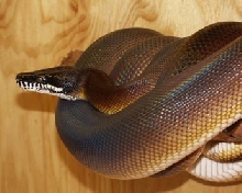 albertisii