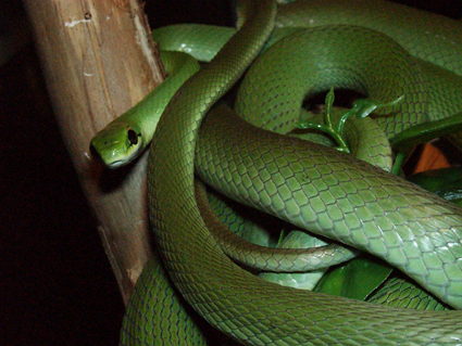 Philodryas astiveus