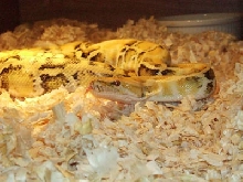 Calico burmese