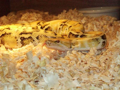 Calico burmese