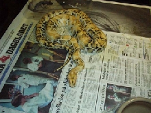 Calico burmese