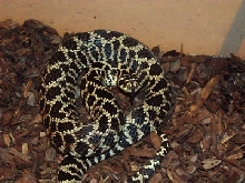 Lystrophis dorbigny urugayensis