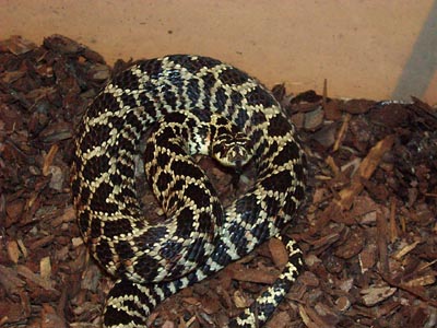Lystrophis dorbigny urugayensis