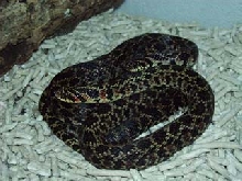 Lystrophis.d.urugayensis