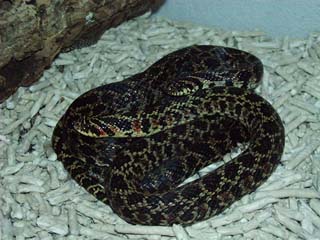 Lystrophis.d.urugayensis