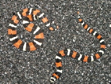 Tricolor hognose!!