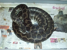 Morelia spilota mcdowelii