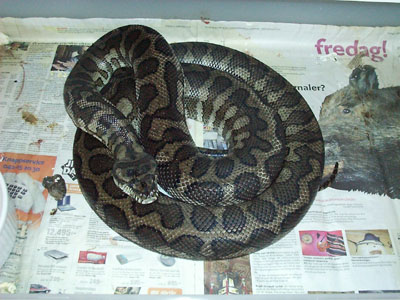 Morelia spilota mcdowelii