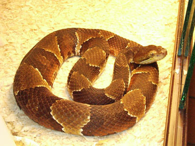 Agkistrodon.c.mocasen
