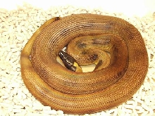 Ringed python