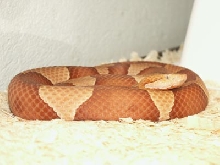 Trans pecos copperhead