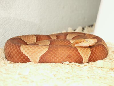 Trans pecos copperhead