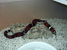 Lystrophis semicinctus