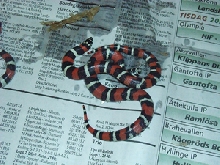 Tricolor hognose