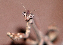 head shot