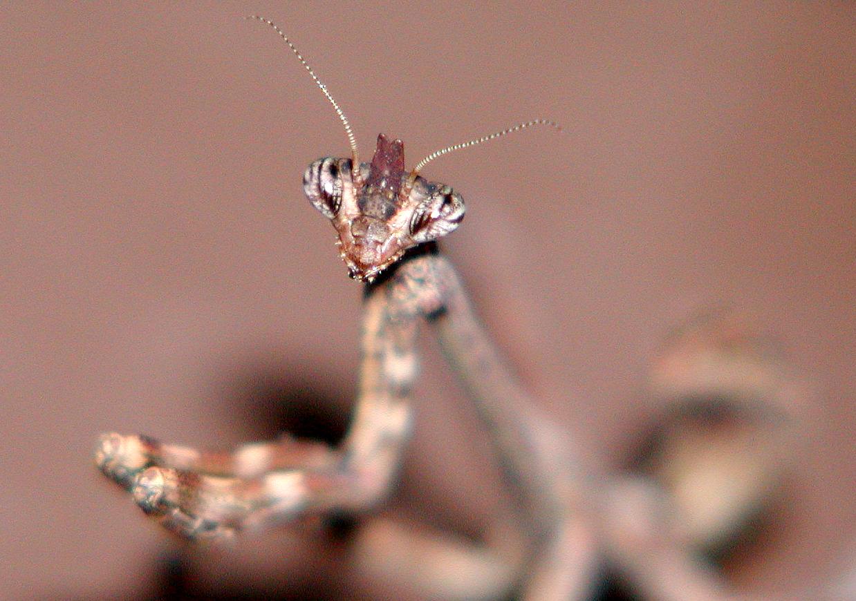 head shot