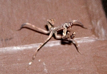 Pseudovates?