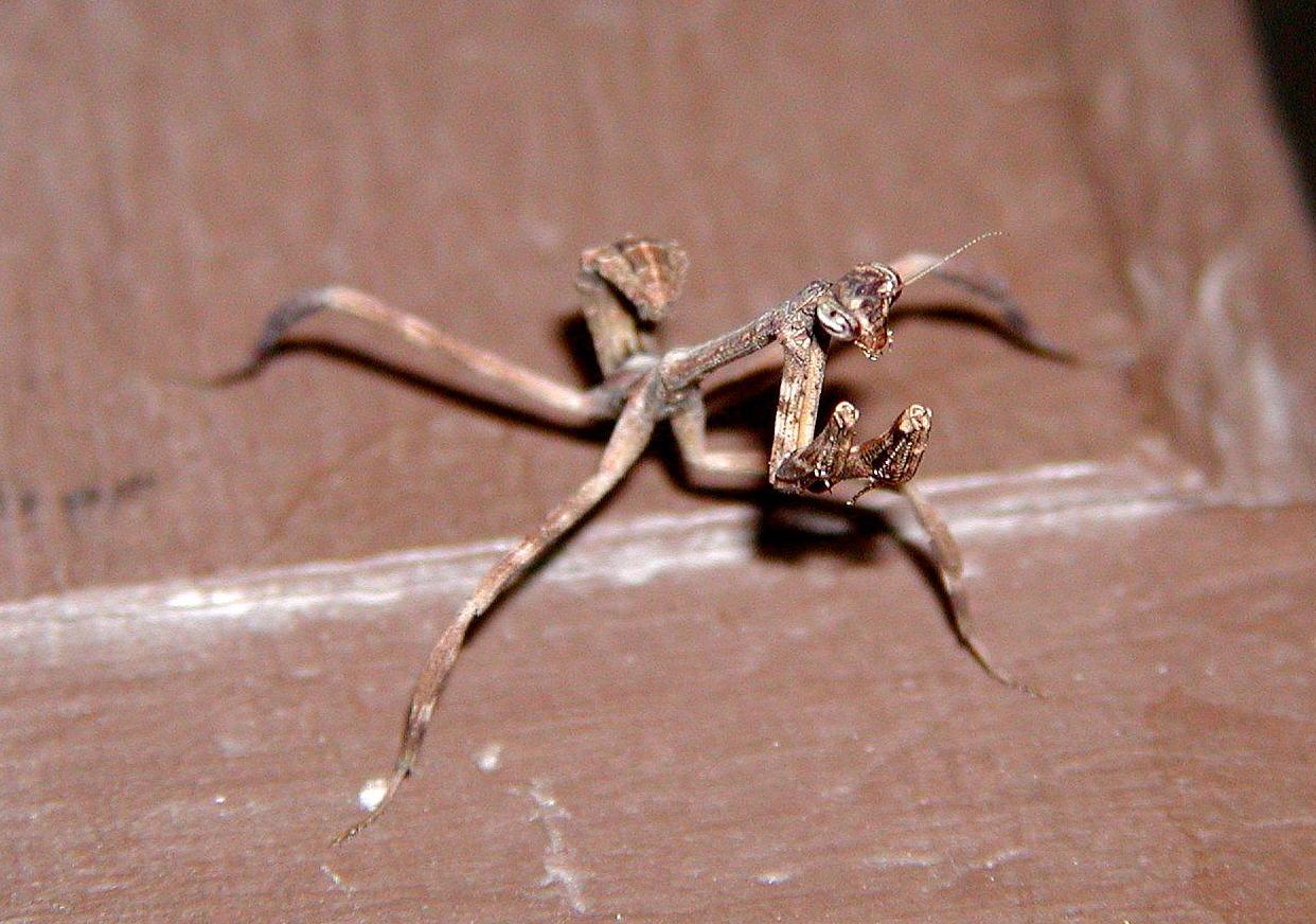 Pseudovates?
